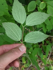 Philadelphus hirsutus