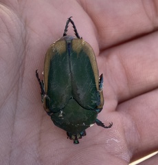 Cotinis mutabilis