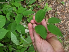 Philadelphus hirsutus