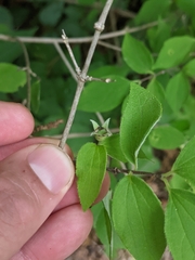 Philadelphus hirsutus