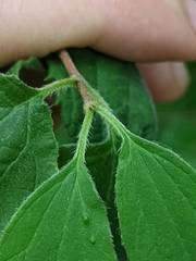 Philadelphus hirsutus