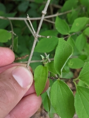 Philadelphus hirsutus