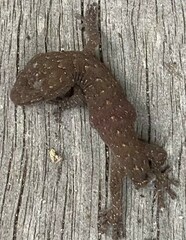 Christinus marmoratus