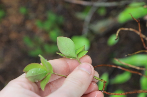 Image of Vaccinium deliciosum by no rights reserved