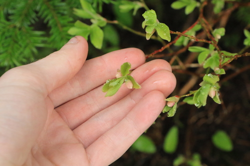 Image of Vaccinium deliciosum by no rights reserved
