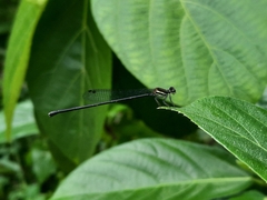 Prodasineura autumnalis