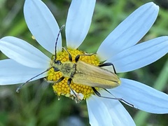 Lepturobosca chrysocoma
