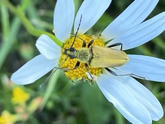 Lepturobosca chrysocoma