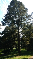 Abies homolepis