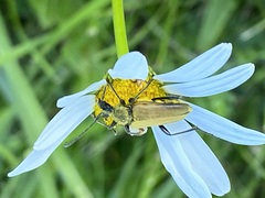 Lepturobosca chrysocoma
