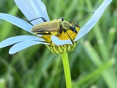 Lepturobosca chrysocoma