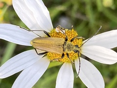 Lepturobosca chrysocoma