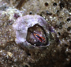 Megabalanus californicus