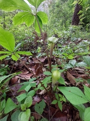Arisaema macrospathum
