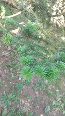 Abies homolepis