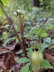 Arisaema macrospathum