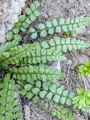 Asplenium viride image
