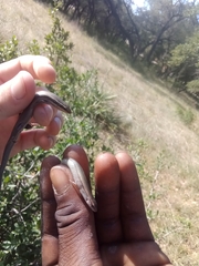 Plestiodon tetragrammus brevilineatus