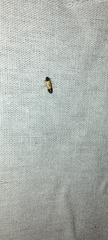Anacampsis coverdalella