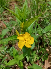 Mandevilla apocynifolia