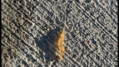 Leander tenuicornis
