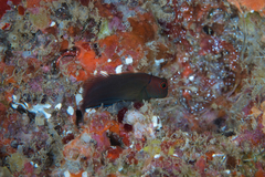 Cirripectes vanderbilti