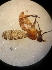 Euthycera chaerophylli