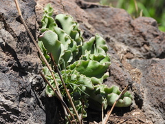 Thompsonella minutiflora