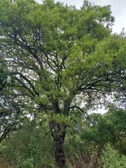 Quercus gentryi