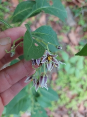 Solanum edmundoi