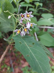 Solanum edmundoi