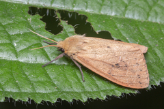 Spilosoma cervina
