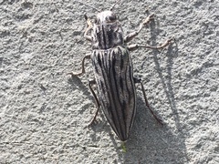 Chalcophora virginiensis