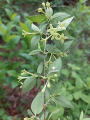 Bouvardia multiflora
