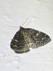 Idia scobialis