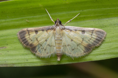 Nistra