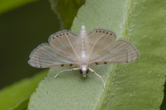 Musotiminae