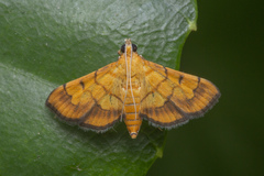 Orphanostigma abruptalis