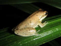 Litoria fallax