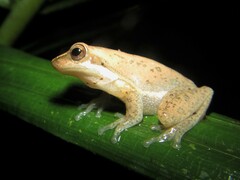 Litoria fallax