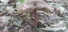 Tylopilus atronicotianus