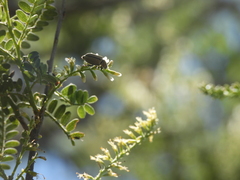 Macrodactylus mexicanus