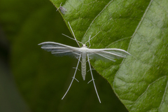 Pterophorus lacteipennis