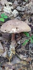 Tylopilus atronicotianus