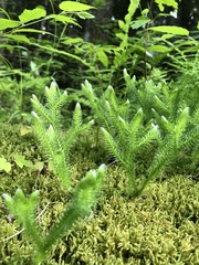 Lycopodium lagopus