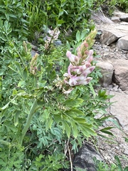 Corydalis caseana caseana