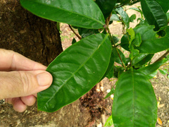 Syzygium cormiflorum