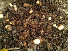 Syzygium cormiflorum