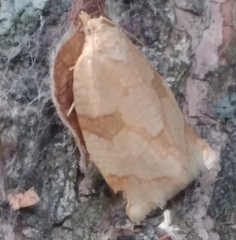 Adoxophyes negundana