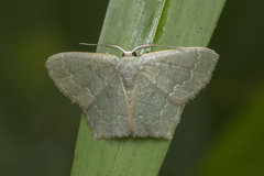 Maxates melancholica
